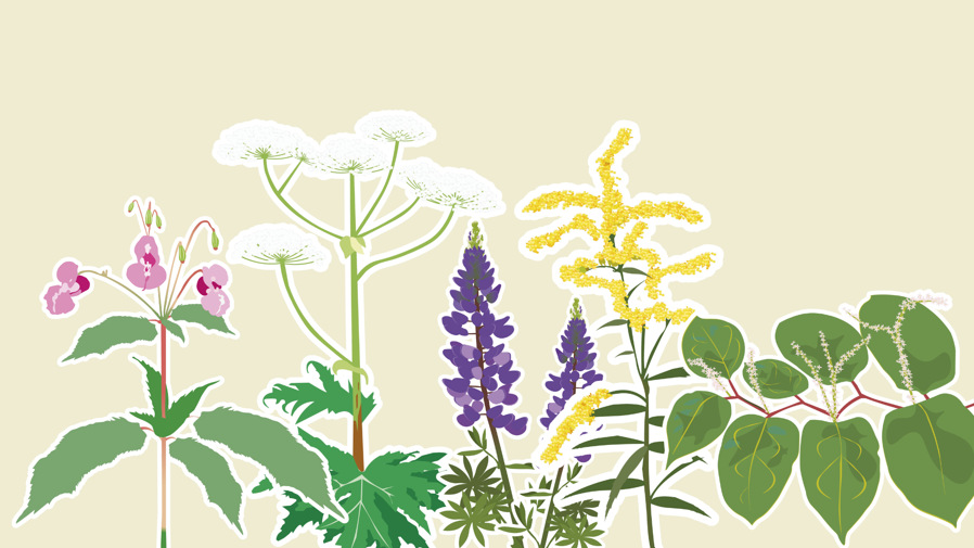 En illustrerad bild på en jätteloka, blomsterlupin, kanadensisikt gullris, parkslide och jättebalsamin.