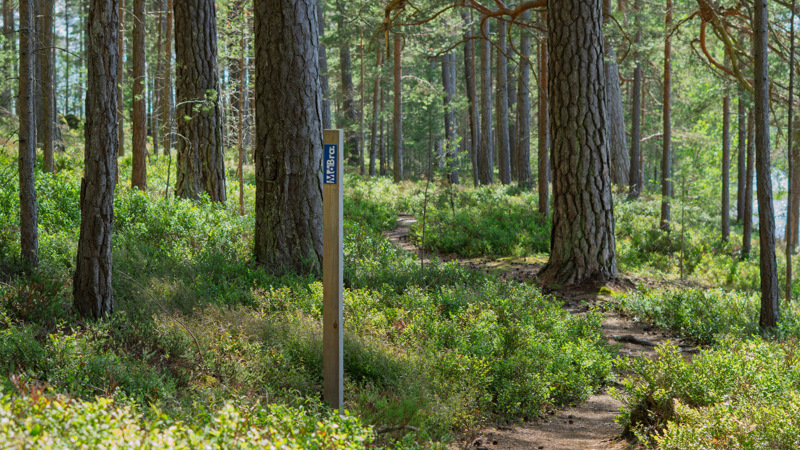 En stig mitt i en skog med massor av träd. Ett vattendrag syns bakom träden.