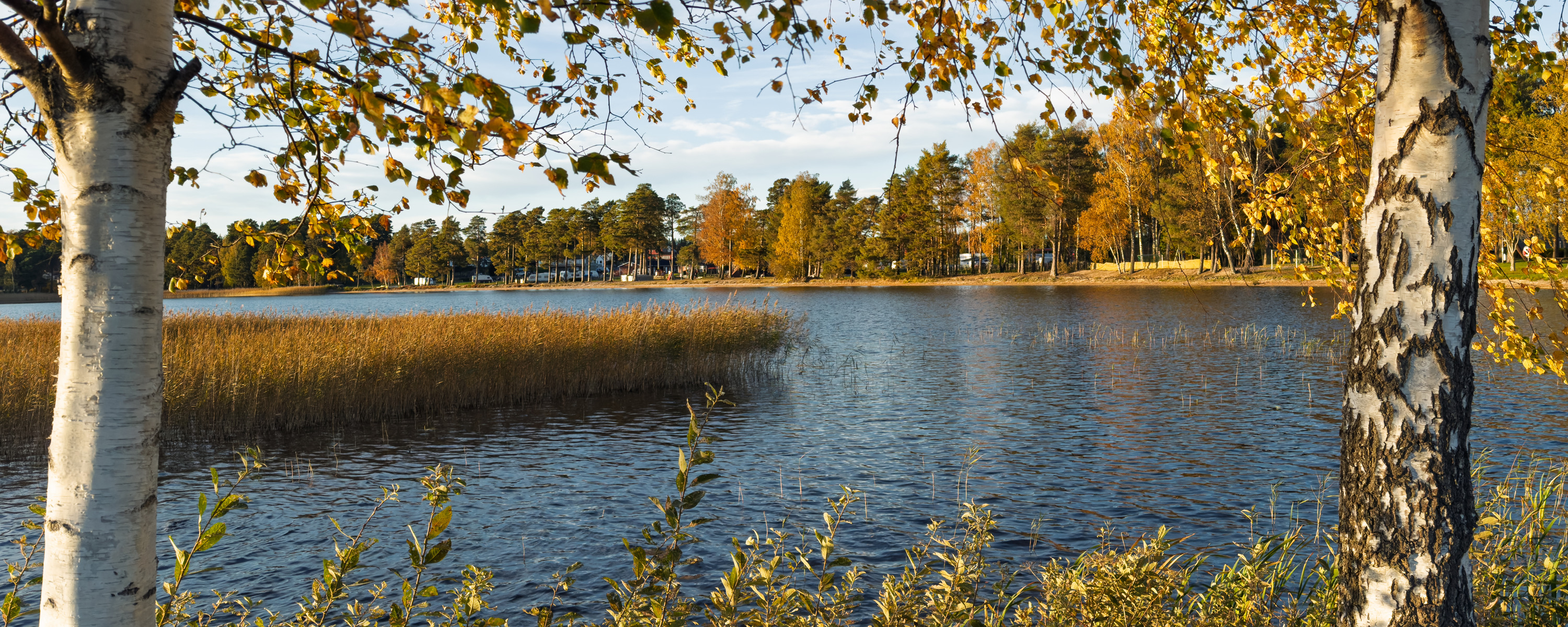 Bottensjön omgiven av träd och gräs.