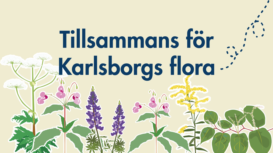 En illustrerad bild på en jätteloka, blomsterlupin, kanadensisikt gullris, parkslide och jättebalsamin.