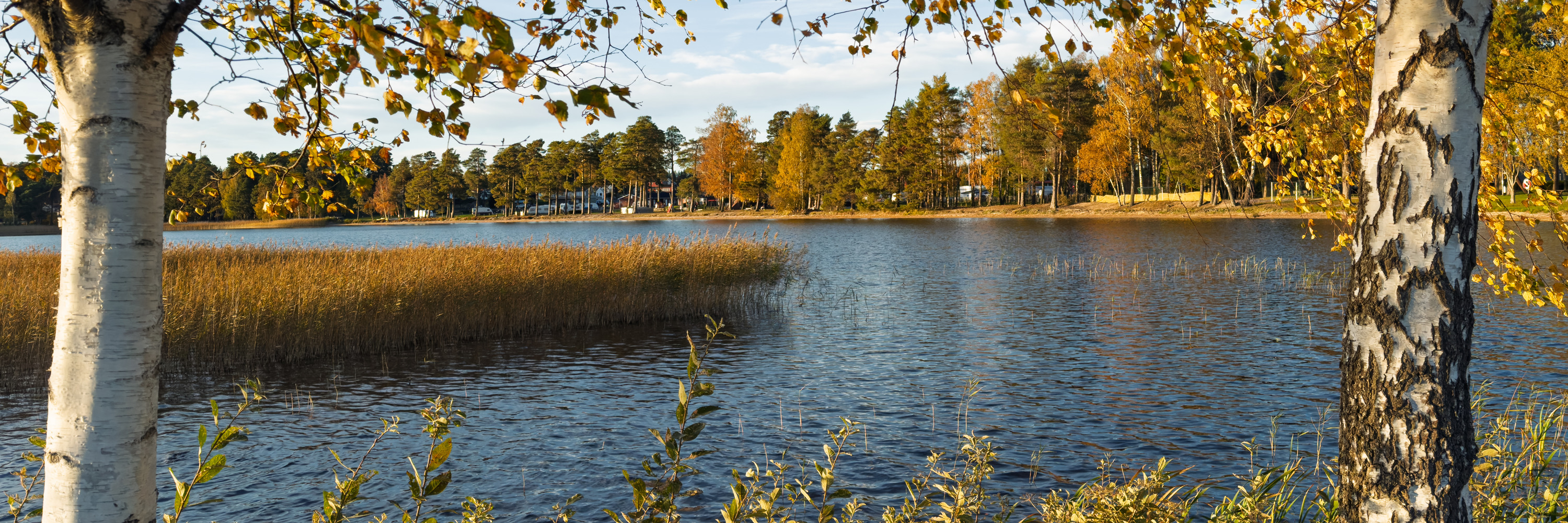 Bottensjön omgiven av träd och gräs.