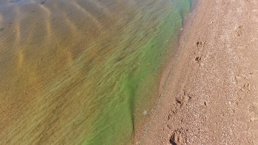 Misstänkt utbrott av cyanobakterier vid strandkanten.