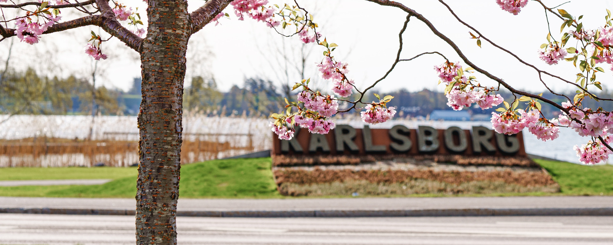 Ett träd med rosa blommor framför en skylt med vatten i bakgrunden.